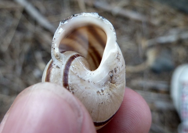 Tre chiocciole siciliane - Eobania vermiculata, Helicidae